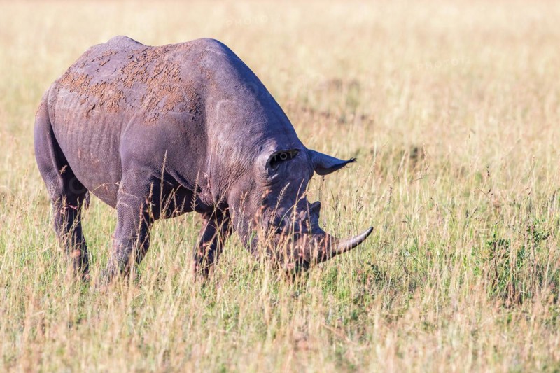 Black rhinoceros grazing grass on the savanna a hot day in the sun, Maasai Mara National Reserve, Kenya, Africa