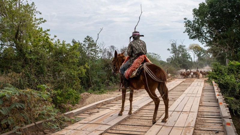 Pantanal Gaucho, MS-184, Nhecolandia, Corumba, MS, Brazil, South America
