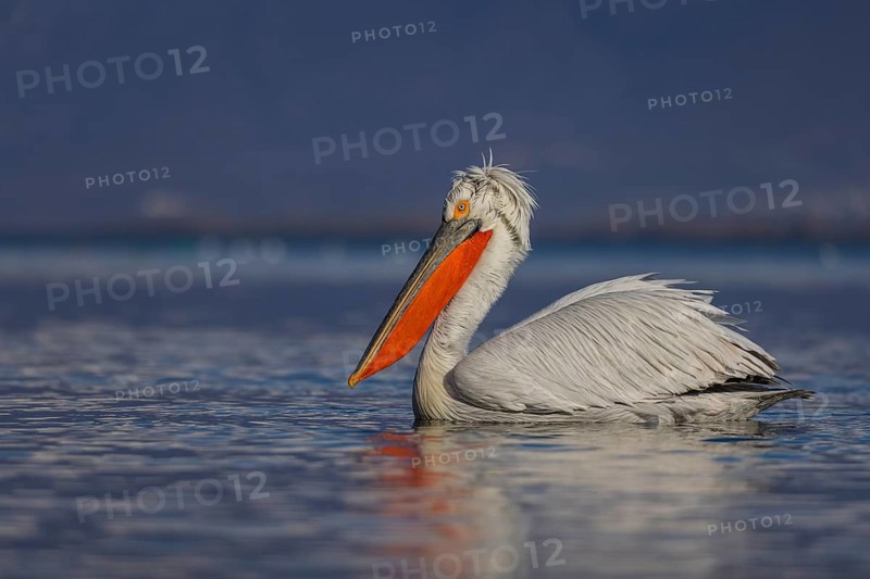Dalmatian Pelican (Pelecanus crispus), swimming, orange throat pouch, Lake Kerkini, Greece, Europe