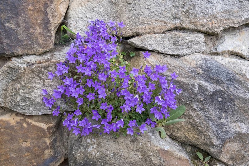 Dalmatian bellflower, wall bellflower or cushion bellflower (Campanula portenschlagiana), North Rhine-Westphalia, Germany, Europe