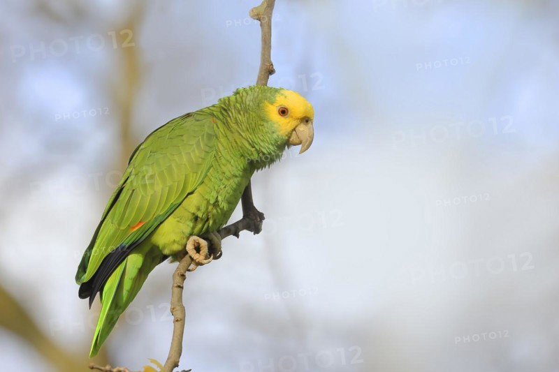 Yellow-headed Amazon (Amazona oratrix belizensis), on a sycamore branch, blue sky, Stuttgart, Baden-Württemberg, Germany, Europe