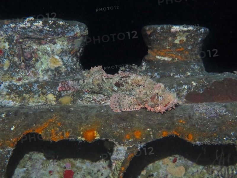 Scorpionfish (Scorpaena scrofa), dive site wreck of the Thistlegorm, Red Sea, Egypt, Africa