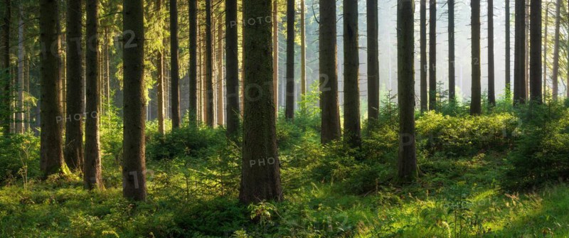Panorama, spruce forest with natural regeneration, sun shining through morning fog, Thuringian Forest, Thuringia, Germany, Europe