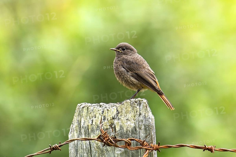 Black redstart (Phoenicurus ochruros) young bird, sitting on wooden post, looking to the left, profile view, barbed wire fence rusted in the foreground, background light green blurred, Carinthia, Austria, Europe