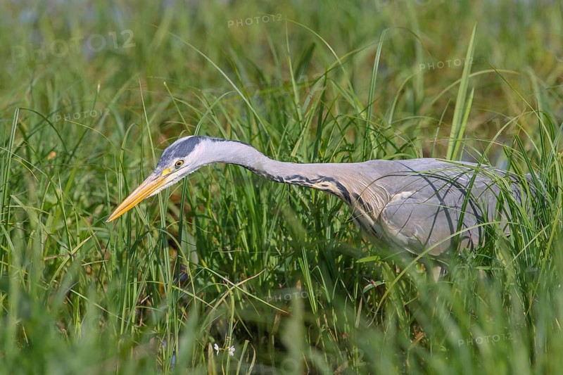 Grey heron (Ardea cinerea), also heron, hunting, fishing, sunrise, shallow water zone, shore zone, reed belt, spring, wildlife, nature photography, Hüde, heron, Ochsenmoor, Lake Dümmer, Lower Saxony, Germany, Europe
