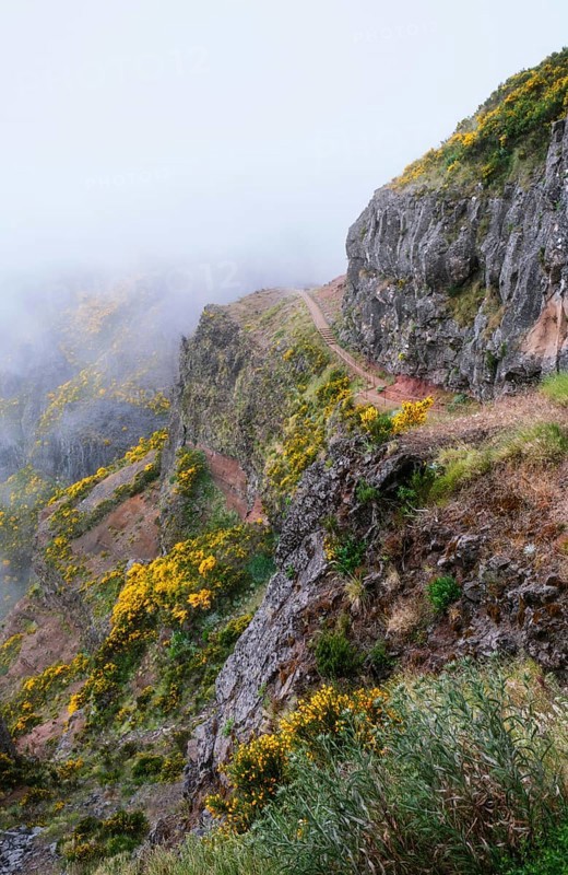 A mountain with hiking trail covered in fog and clouds with blooming Cytisus shrubs. Near Pico de Arieiro, Madeira island, Portugal, Europe