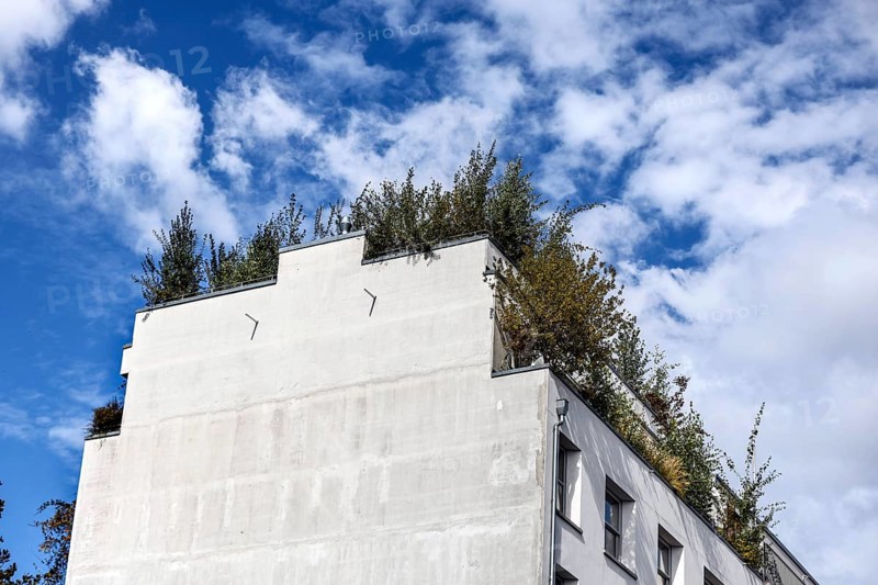 Roof garden of a house planted with trees, Berlin, 14.09.2024. Roof gardens create space for greenery in urban areas, Berlin, Berlin, Germany, Europe