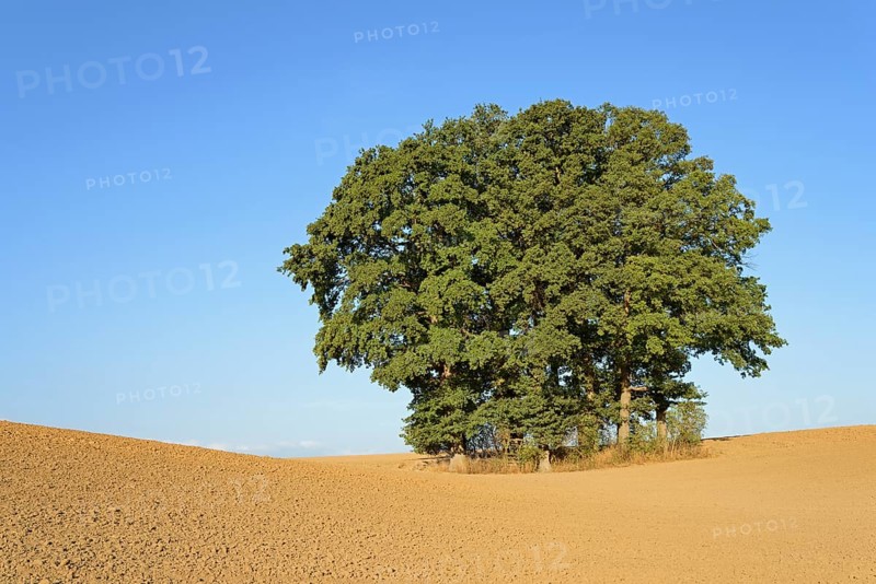 Group of trees, oak trees (Quercus) on a field, blue sky, North Rhine-Westphalia, Germany, Europe