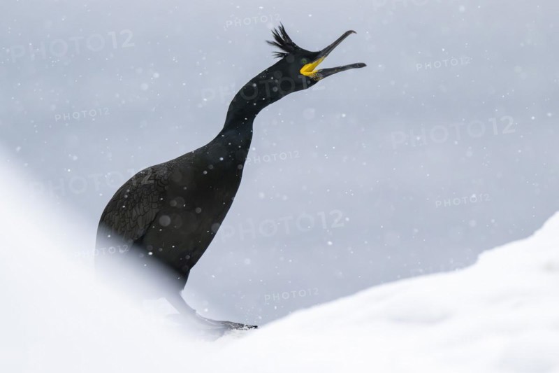 Common shag (Phalacrocorax aristotelis), in the snow, Hornoya Island, Hornøya, Vardø, Varanger Peninsula, Troms og Finnmark, Norway, Europe