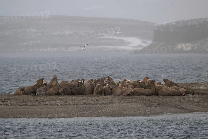 Walrus (Odobenus rosmarus), walrus, Ardneset headland, Svalbard and Jan Mayen archipelago, Norway, Europe