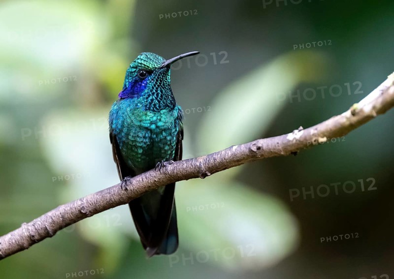 Mountain Violet-eared Hummingbird (Colibri cyanotus) sitting on a branch, Monteverde Cloud Forest, Monte Verde, Costa Rica, Central America