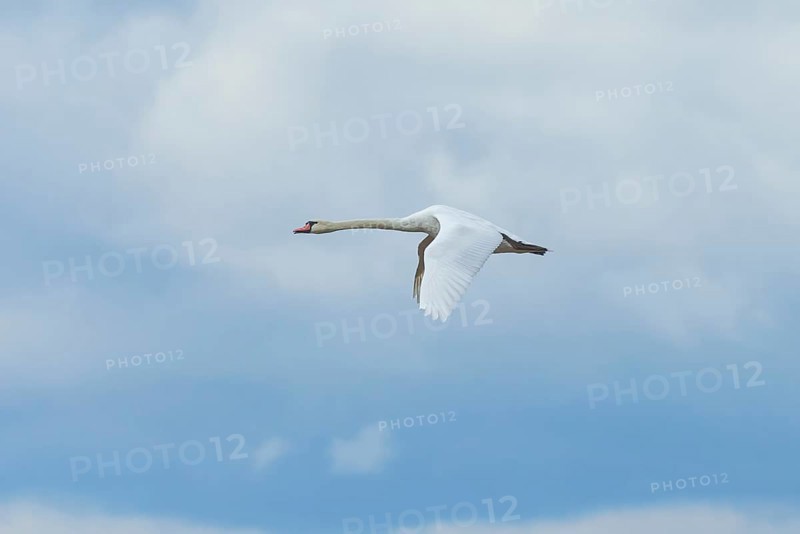 Swan (Cygnus) in flight in a cloudy sky, Lake Neusiedl National Park, Burgenland, Austria, Europe
