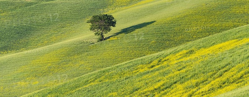 Mulberry tree (Morus) in a field with flowering yellow broom (Genista tinctoria), Tuscany, Italy, Europe