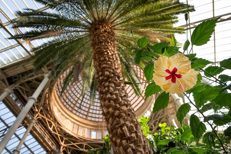 Hibiscus flower, palm garden, dome, Ny Carlsberg Glyptotek or New Carlsberg Glyptothek, art museum for sculpture and painting, architects Vilhelm Dahlerup and Hack Kampmann, Copenhagen, Denmark, Europe