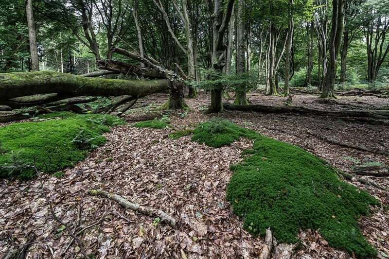Moss cushion (Polytrichum formosum) in beech forest (Fagus sylvatica), Emsland, Lower Saxony, Germany, Europe