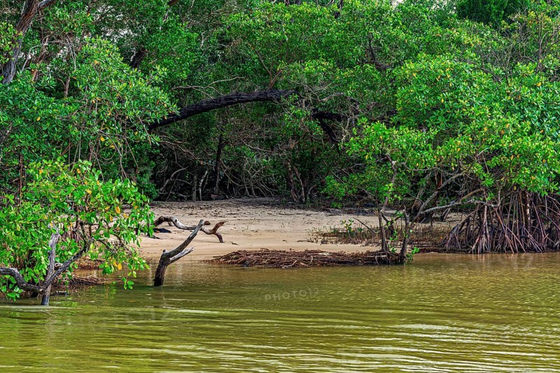 Small beach surrounded by mangrove vegetation in Serra Grande, Bahia