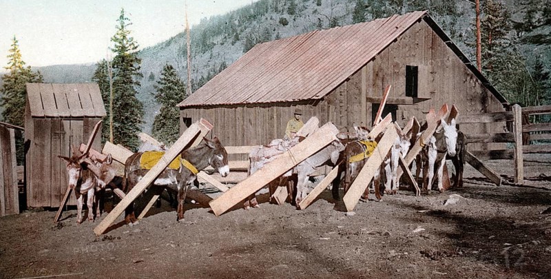 Donkeys loaded with lumber, Colorado, United States of America, USA, digitally restored reproduction from a 19th century original, record date not stated, Burros loaded with lumber, United States of America, digitally restored reproduction from a 19th century original, record date not stated, North America