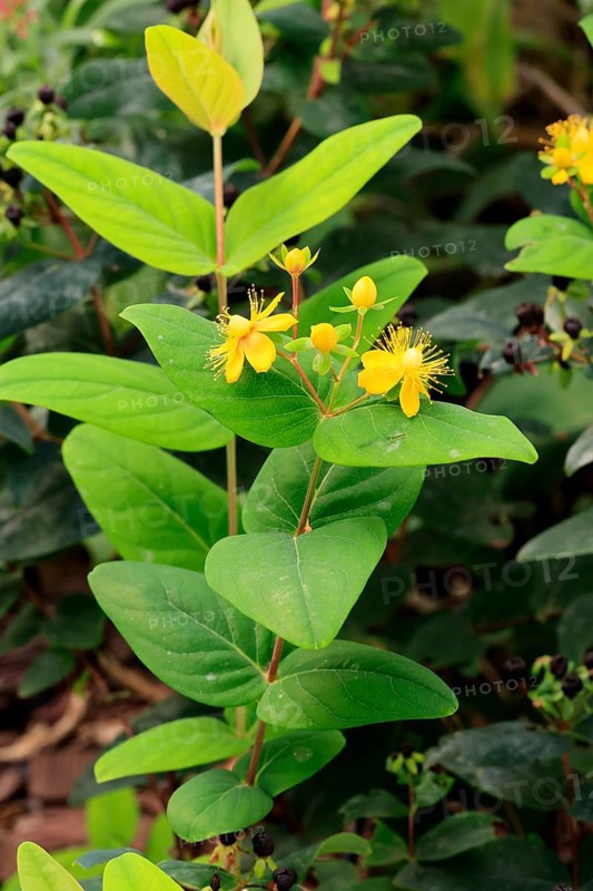 Sweet-amber (Hypericum androsaemum), flower, flowering, Germany, Europe