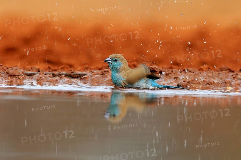 Angolan butterfly finch (Uraeginthus angolensis), blue-eared butterfly finch, adult, at the water, bathing, Kruger National Park, Kruger National Park, Krugerpark, South Africa, Africa