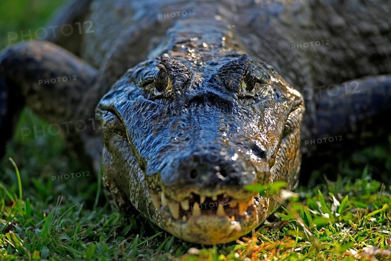 Spectacled caiman (Caiman yacare), adult, on land, portrait, Pantanal, Brazil, South America