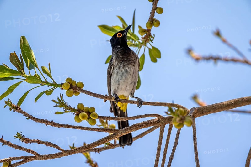 Fire-eyed Bulbul (Pycnonotus nigricans) sitting on a branch in a bush, Etosha National Park, Namibia, Africa