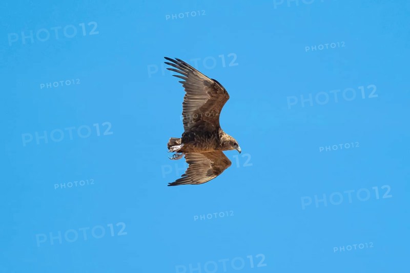 Bateleur (Terathopius ecaudatus), juvenile in flight against a blue sky, Etosha National Park, Namibia, Africa