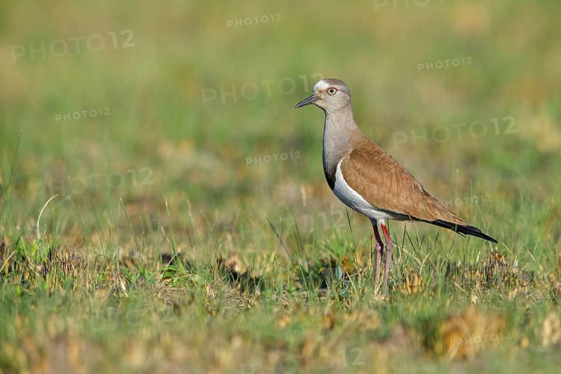 Black-winged Lapwing, (Vanellus melanopterus), Midmar Nature Reserve, Howick, KwaZulu-Natal, South Africa, Africa