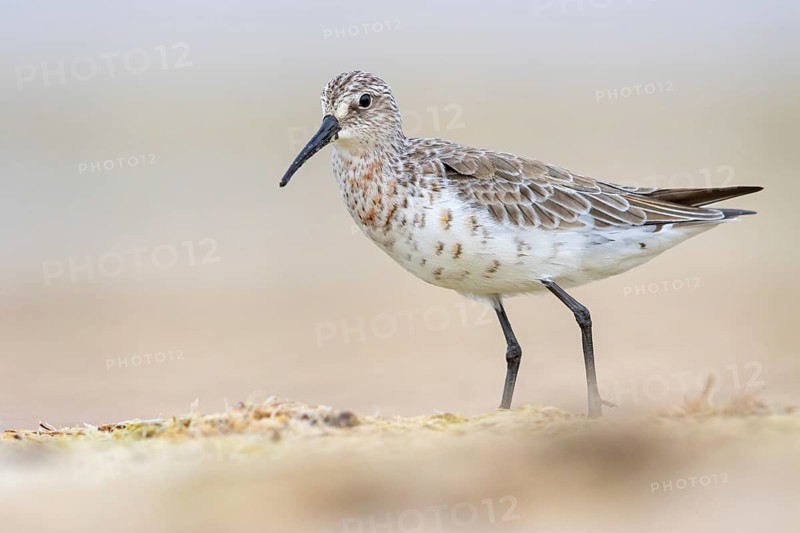 Curlew sandpiper (Calidris ferruginea), snipe family, East Khawr / Khawr Ad Dahariz, Salalah, Dhofar, Oman, Asia
