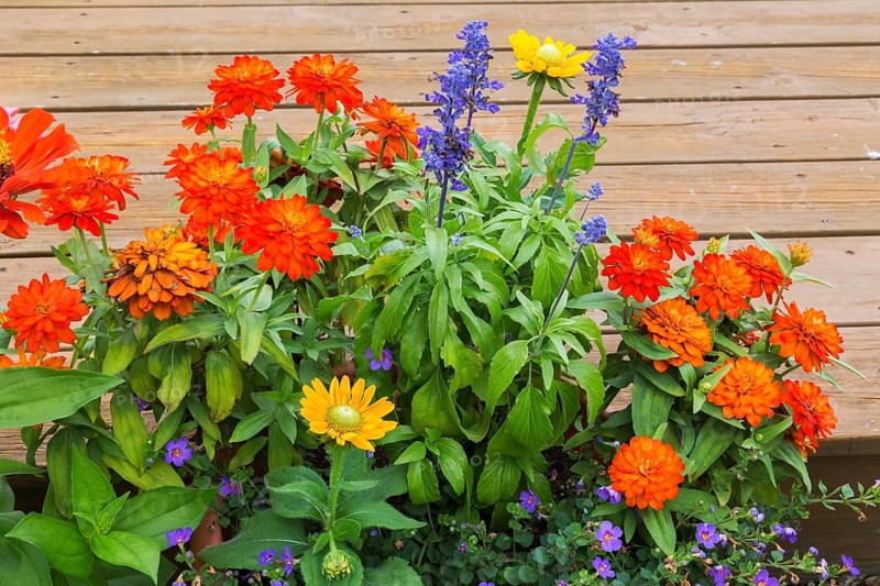 Close-up of orange Zinnia, yellow Rudbeckia hirta, Coneflower and Bacopa, Water Hyssop growing in container on step of wooden deck in summer, Quebec, Canada, North America