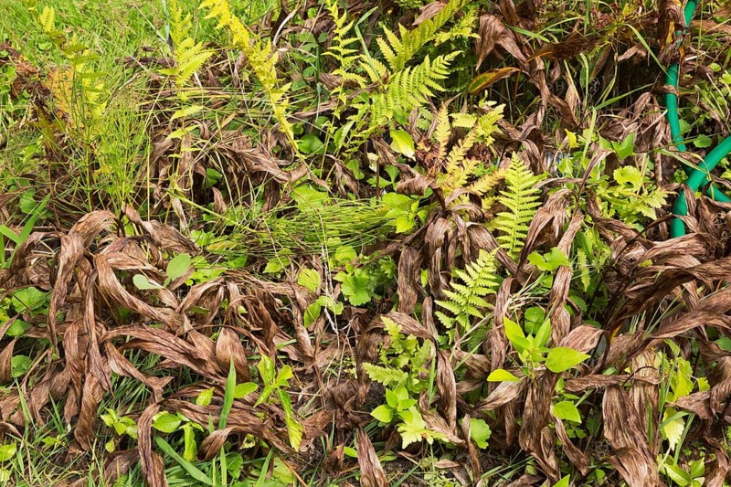 Close-up of mixed plants including Pteridophyta, Fern and dried turned brown and wilted Hosta leaves from lack of watering in border in summer, Quebec, Canada, North America