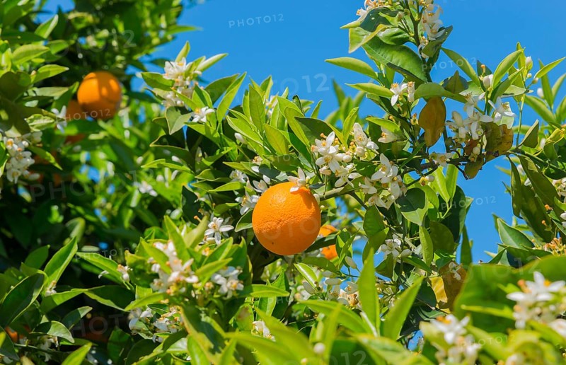 Orange surrounded by white blossoms on a branch in front of a bright blue sky, orange trees near Skala, Laconia, Peloponnese, Greece, Europe
