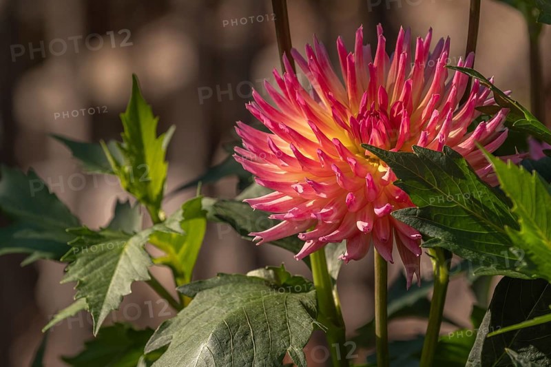 Pink and yellow dahlia variety: Daleko Jupiter blooming in a public garden. Close-up dahlias, daylight. Selestat, Bas Rhin, Alsace, France, Europe