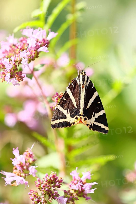 Jersey tiger or Spanish flag (Euplagia quadripunctaria), sucking nectar on Hemp agrimony (Eupatorium cannabinum, in a vineyard, close-up, Moselle valley, Cochem, Rhineland-Palatinate, Germany, Europe