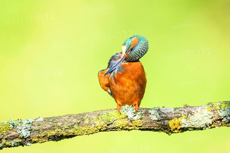 Common kingfisher (Alcedo atthis) sitting on a branch doing plumage care with autumncolours, wildife, Catalonia, Spain, Europe