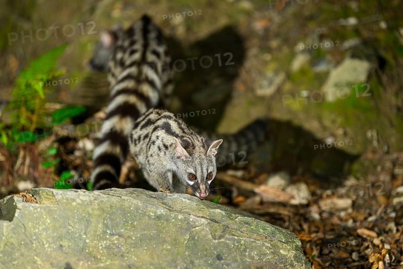 Common genet (Genetta genetta), wildlife in a forest, Montseny National Park, Catalonia, Spain, Europe
