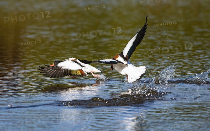 Common Shelduck, Tadorna tadorna bird in fight on water