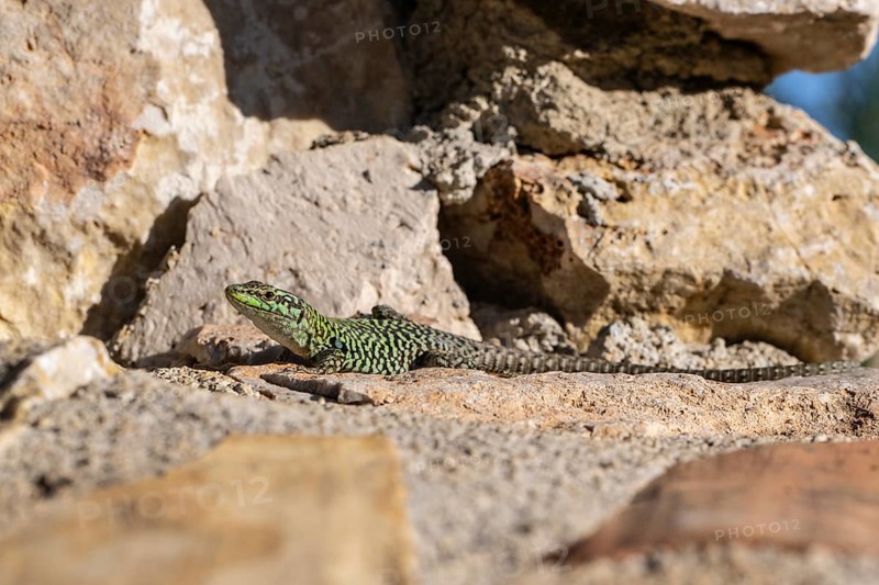 Sicilian wall lizard (Podarcis waglerianus), Sicily, Italy, Europe