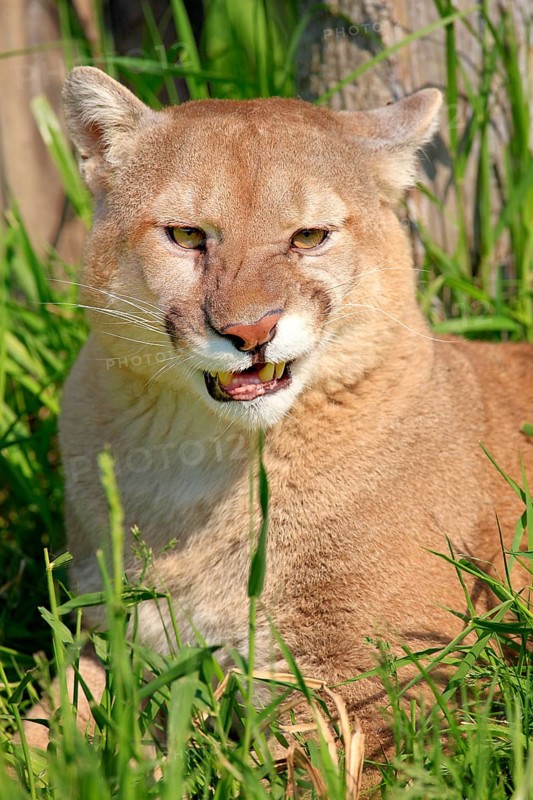 Cougar (Felis concolor), adult, portrait, hissing, angry, Minnesota, USA, North America