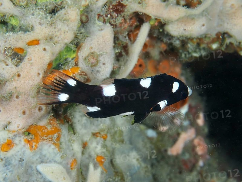 A black-and-white fish with spots, armpit pigmy wrasse (Bodianus axillaris) juvenile, near sea sponge, dive site Close Encounters, Permuteran, Bali, Indonesia, Asia