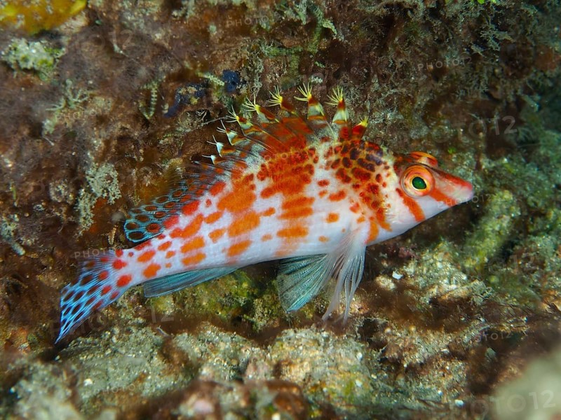 Dwarf Hawkfish (Cirrhitichthys falco) in a structured underwater landscape, dive site Spice Reef, Penyapangan, Bali, Indonesia, Asia