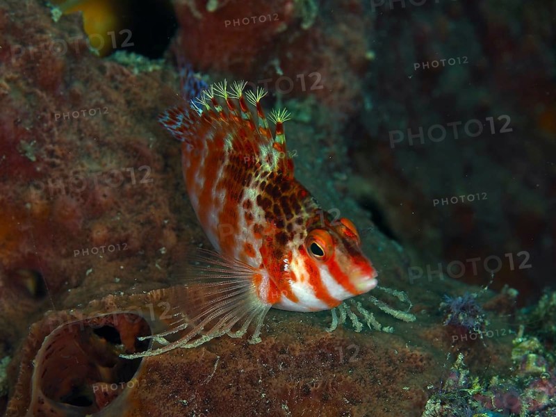Close-up of Dwarf Hawkfish (Cirrhitichthys falco) with filigree appearance, dive site Spice Reef, Penyapangan, Bali, Indonesia, Asia