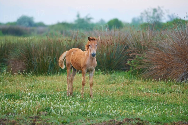 Camargue horse foal stands on the meadow and looks into the camera, Summer, Camargue, France, Europe