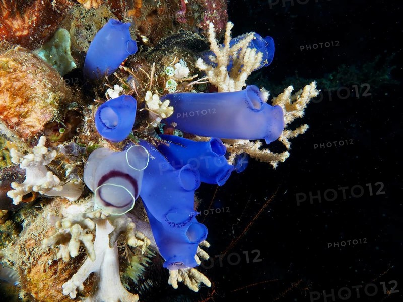 Group of Blue Sea Squirts (Clavelina coerulea) and corals in the ocean, dive site Prapat, Penyapangan, Bali, Indonesia, Asia
