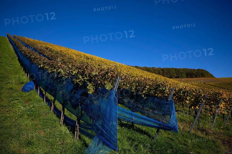 Grape net, blue foil, protective foil, vineyard, vines, grapevines, viticulture, autumn colouring, autumn, graphic, Strümpfelbach, Weinstadt, Baden-Württemberg, Germany, Europe