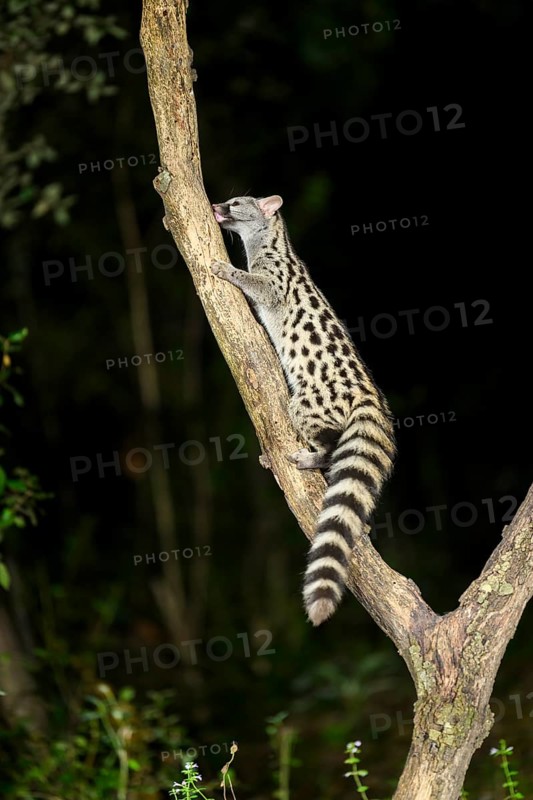Common genet (Genetta genetta), climbing on a tree wildlife in a forest, Montseny National Park, Catalonia, Spain, Europe