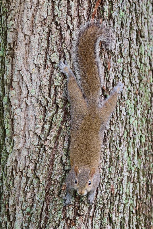 American grey squirrel (Sciurus carolinensis), climbing headfirst down a tree trunk, Pembroke Pines, Florida, USA, North America