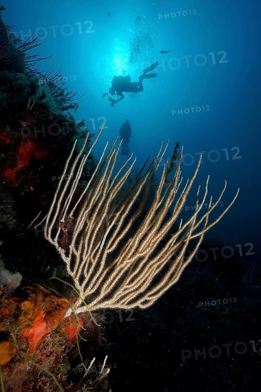 Diver hovering over a coral reef with white gorgonian (Eunicella singularis) in deep water. Dive site Giens Peninsula, Provence Alpes Côte d'Azur, France, Europe