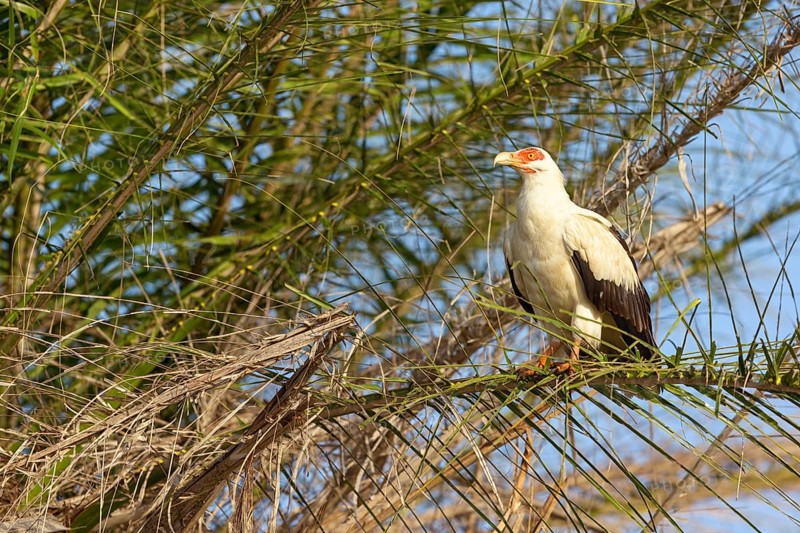 Palm Vulture, (Gypohierax angolnesis), Tujereng area, Tujereng, South Bank, Gambia, Africa