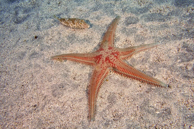 Five-armed red speckled starfish, Astropecten aranciacus (Astropecten aranciacus), on the sandy sea floor. Dive site Bufadero, Palm Mar, Tenerife, Canary Islands, Spain, Europe