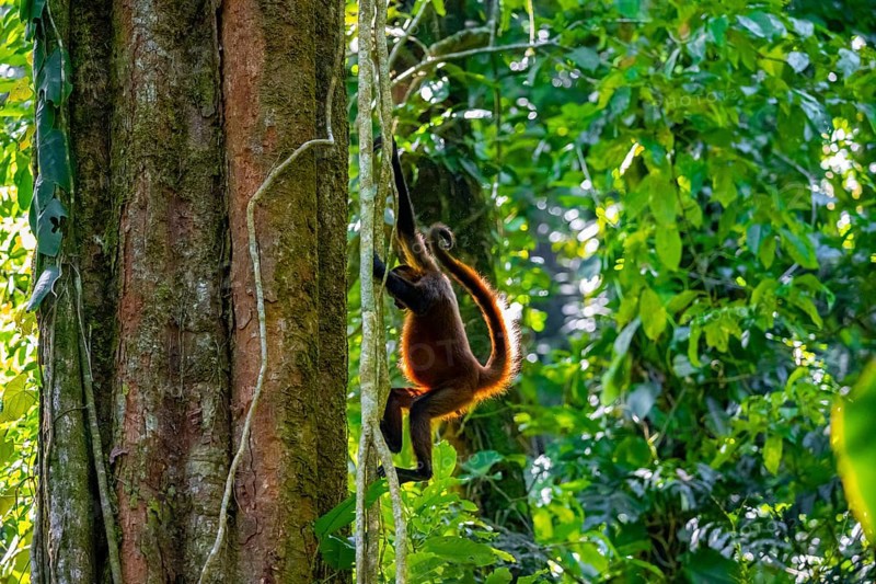 Geoffroy's spider monkey (Ateles geoffroyi) climbing a tree in the jungle, Tortuguero National Park, Costa Rica, Central America
